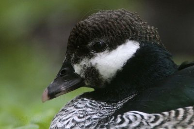 _MG_1429 Green Pygmy-goose.jpg