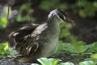 _MG_1483 White-browed Crake.jpg