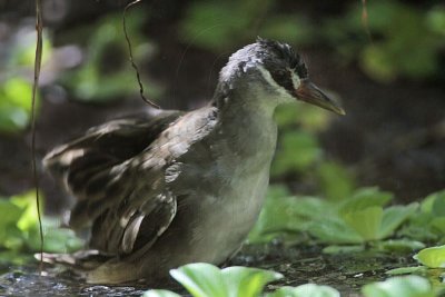 White-browed Crake - Top End, Northern Territory, Australia