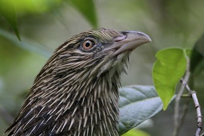 _MG_1960 Pheasant Coucal.jpg