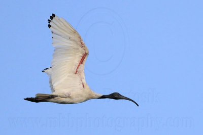 _MG_4785 Australian White Ibis.jpg