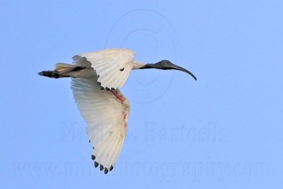 _MG_4786 Australian White Ibis.jpg