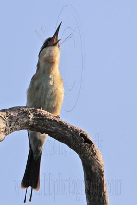_MG_5209 Rainbow Bee-eater.jpg