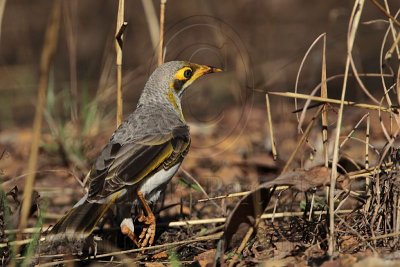 Yellow-throated Miner - Top End, Northern Territory, Australia