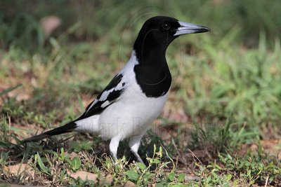 Pied Butcherbird - Top End, Northern Territory, Australia