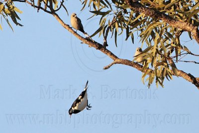_MG_1679 Black-faced Woodswallow&Australian Magpie-lark.jpg