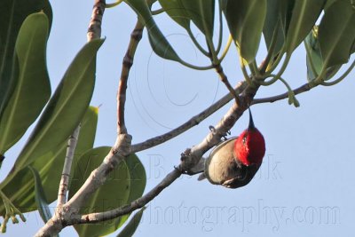 Red-headed Honeyeater - Top End, Northern Territory, Australia