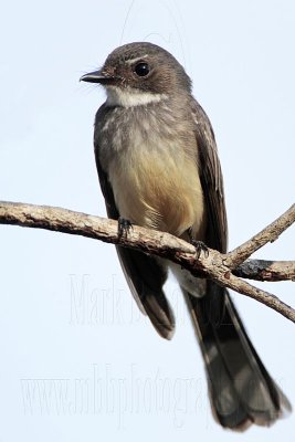 Northern Fantail - Top End, Northern Territory, Australia