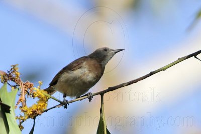 _MG_0575 Rufous-banded Honeyeater.jpg
