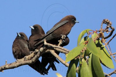 _MG_3230 Little Woodswallow.jpg