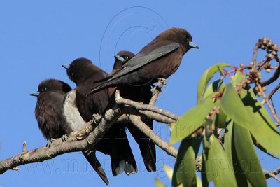 _MG_3233 Little Woodswallow.jpg