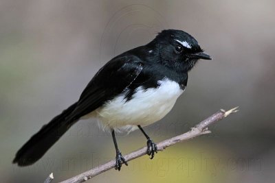 Willie Wagtail - Top End, Northern Territory, Australia