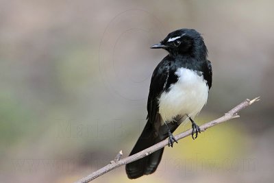 _MG_1670 Willie Wagtail.jpg