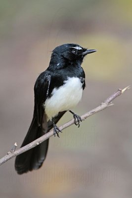 _MG_1710 Willie Wagtail.jpg
