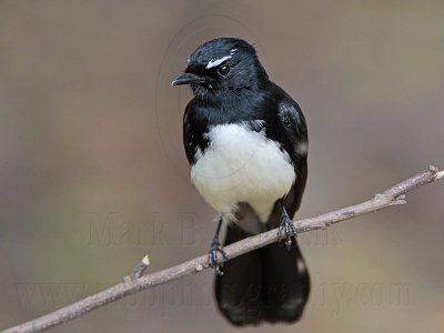 _MG_1753 Willie Wagtail.jpg