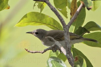 _MG_2111 Rufous-banded Honeyeater.jpg