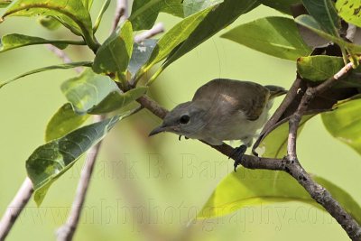 _MG_2116 Rufous-banded Honeyeater.jpg