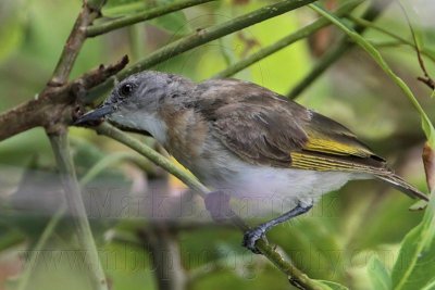 _MG_2118 Rufous-banded Honeyeater.jpg