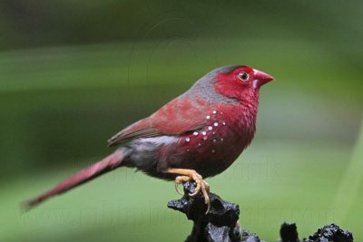 _MG_9295 Crimson Finch.jpg