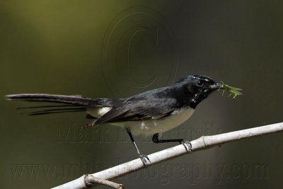 Willie Wagtail food - Top End, Northern Territory, Australia