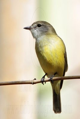 _MG_5011 Lemon-bellied Flycatcher.jpg