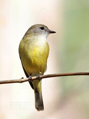 Lemon-bellied Flycatcher - Microeca flavigaster - NT