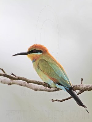 Rainbow Bee-eater - Top End, Northern Territory, Australia
