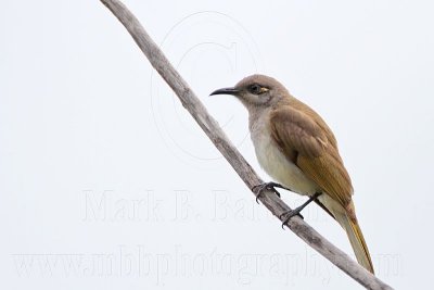 _MG_5749 Brown Honeyeater.jpg