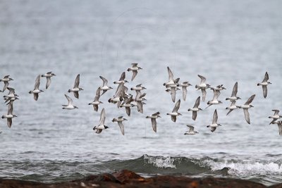 _MG_5956 Greater Sand Plover.jpg