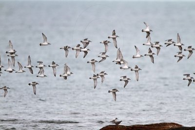 _MG_5970 Greater Sand Plover.jpg