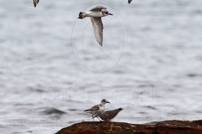 _MG_5970crop Greater Sand Plover and Grey-tailed Tattler.jpg
