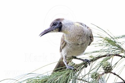 Little Friarbird - Top End, Northern Territory, Australia