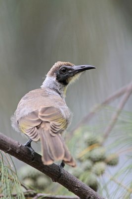 _MG_6086 Little Friarbird.jpg