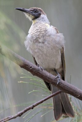 _MG_6102 Little Friarbird.jpg