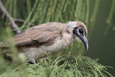 _MG_6711 Little Friarbird.jpg