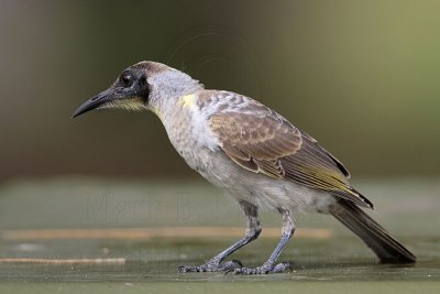 _MG_6743 Little Friarbird.jpg