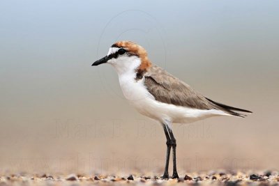 Red-capped Plover - Charadrius ruficapillus - NT