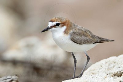 _MG_7773 Red-capped Plover.jpg