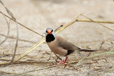 Long-tailed Finch - Poephila acuticauda - NT