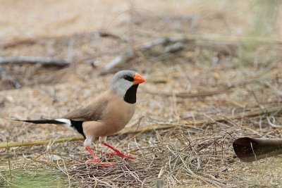 _MG_8102 Long-tailed Finch.jpg