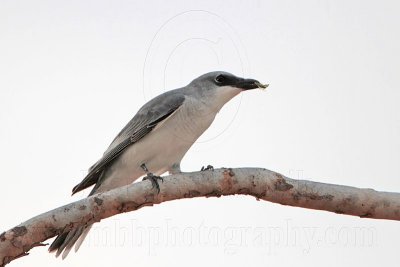 White-bellied Cuckoo-shrike food - Top End, Northern Territory, Australia