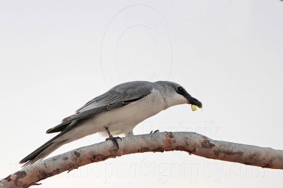 _MG_4762 White-bellied Cuckoo-shrike.jpg