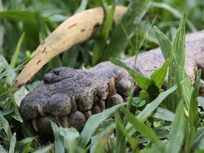 _MG_5622 Australian Freshwater Crocodile.jpg