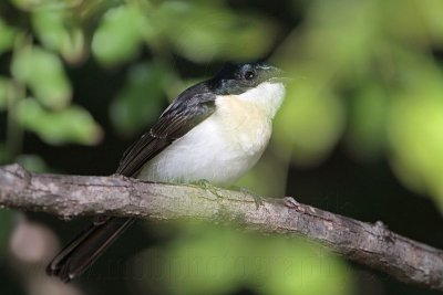 _MG_5665 Restless Flycatcher.jpg