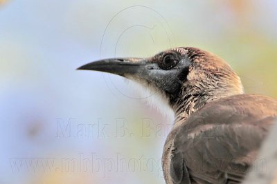 _MG_5692 Little Friarbird.jpg