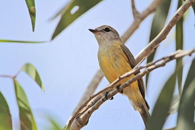 _MG_6970 Lemon-bellied Flycatcher.jpg