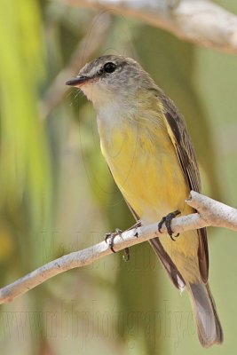 _MG_7011 Lemon-bellied Flycatcher.jpg