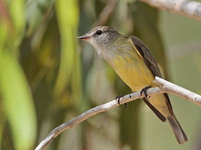 _MG_7022 Lemon-bellied Flycatcher.jpg
