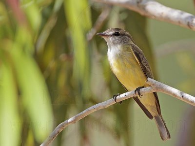 _MG_7024 Lemon-bellied Flycatcher.jpg