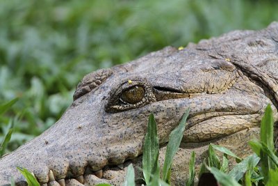 _MG_7043 Australian Freshwater Crocodile.jpg
